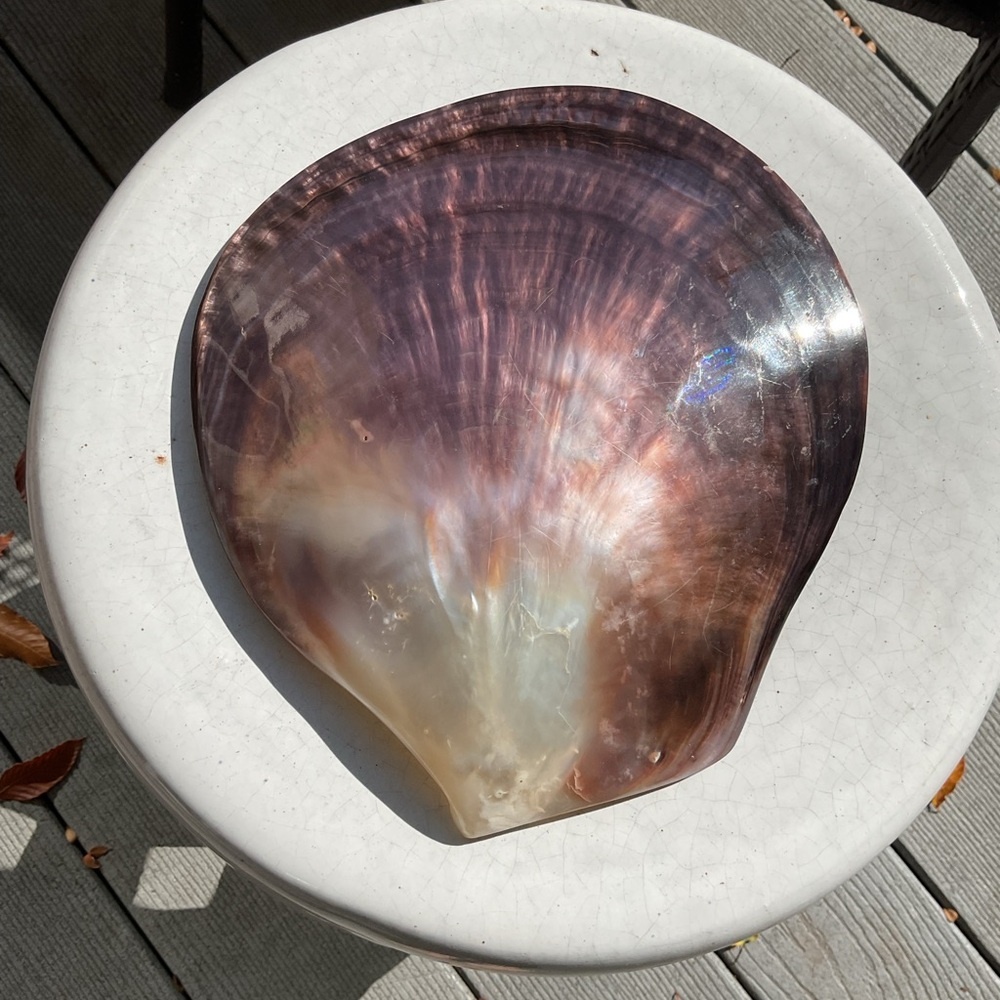 Large Iridescent Shell Decor 9” x 8”